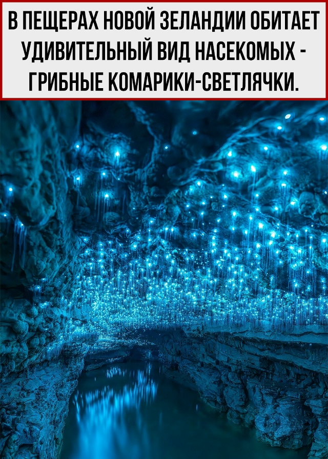 Единственные нормальные комары.