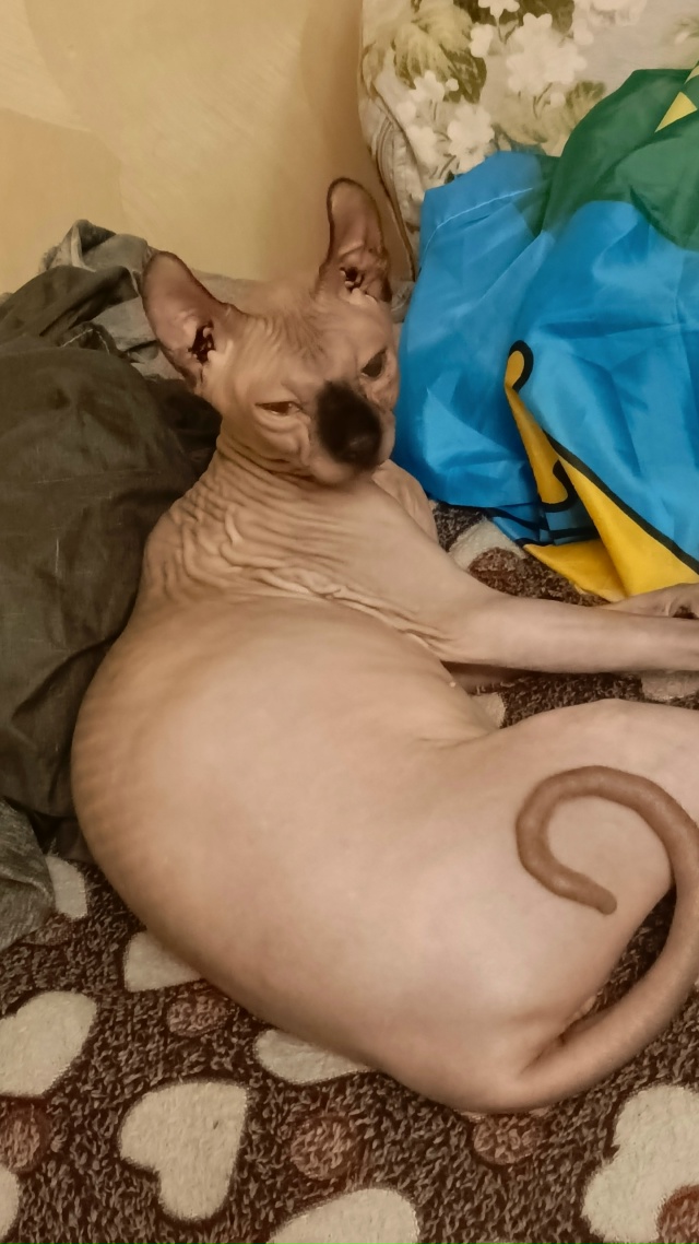 Царь Максимильян вылизывает своё богатство