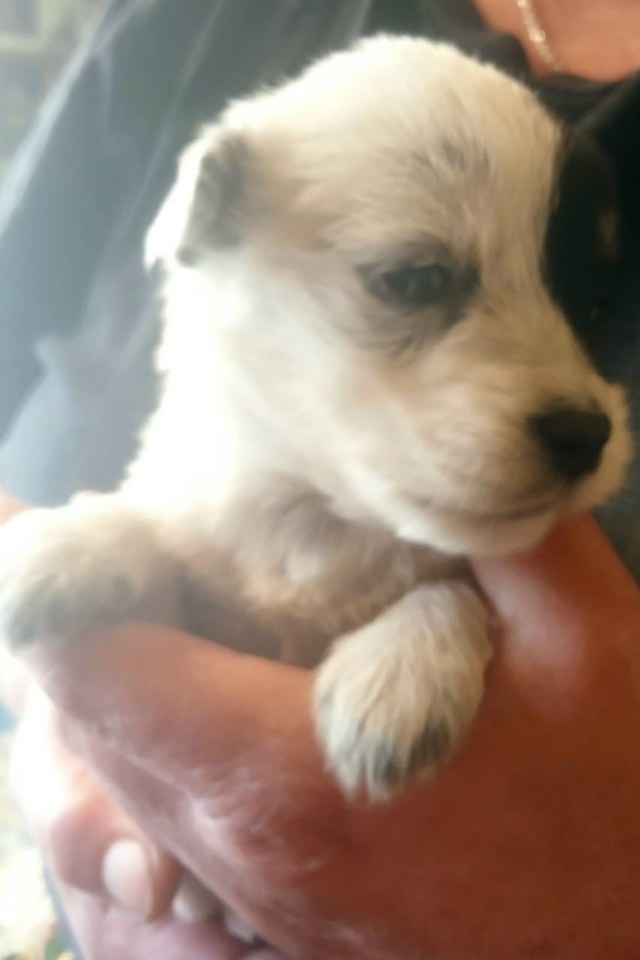 Очаровательные щенки ждут своих новых мам и пап ! Будут...