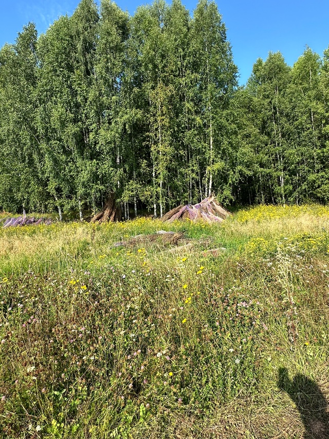 В деревне Нововознесенск после заготвщиков новогодни?...