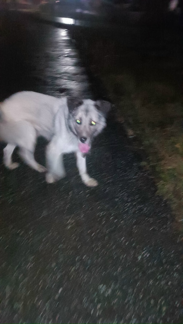 Чей потеряшка бегает по улЧекалова