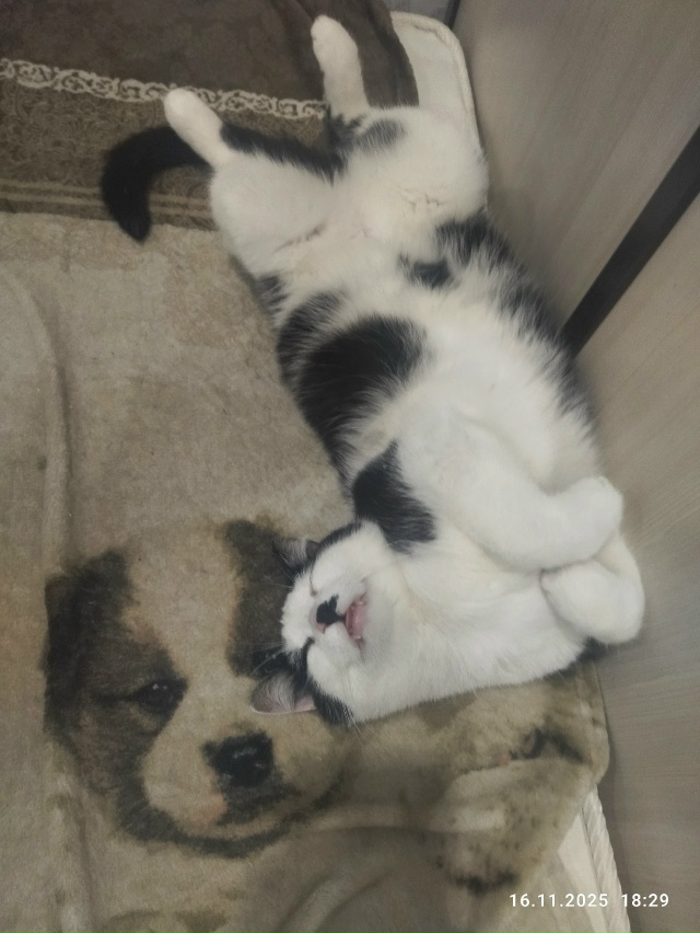 Мухтарушка отдыхает! Бог дивана!!!