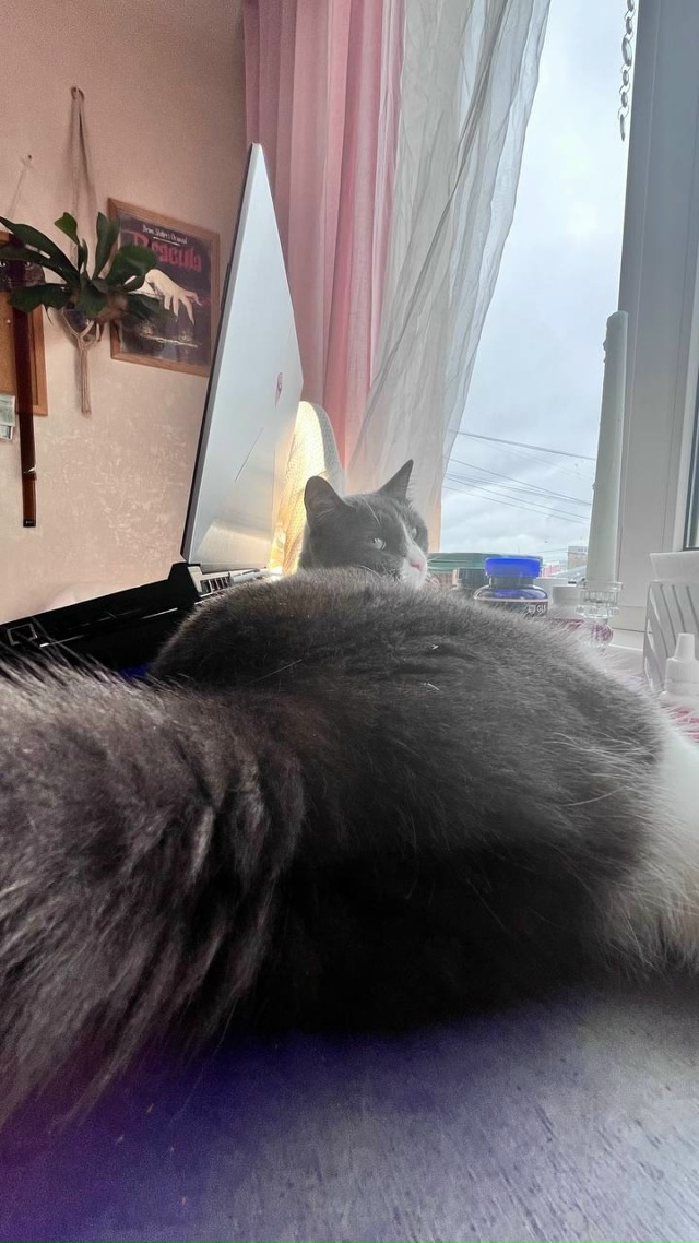 Саманта, найдена на улице, любима и сыта