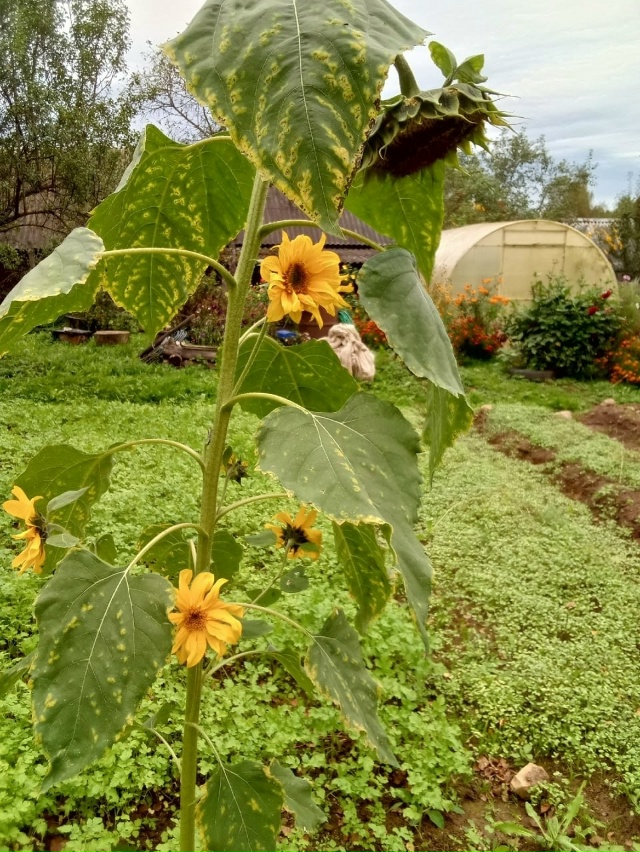 😮 В октябре зацвела не только сирень, но и одуванчики
...