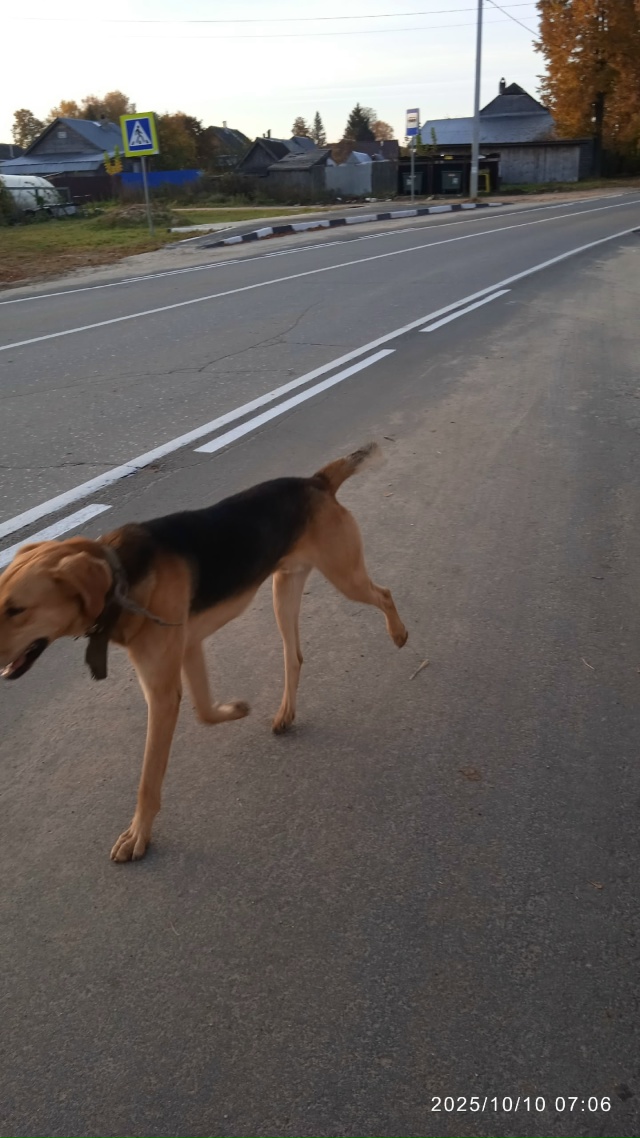 Доброе утро. Чья собака? Уже третье утро выбегает в рай?...