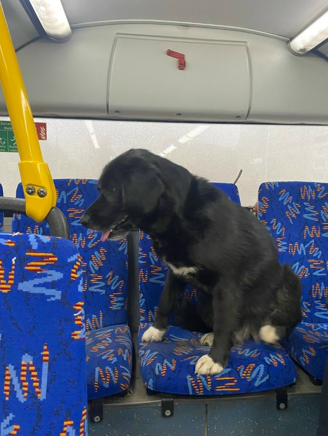 Всем добрый день
Девушка села в центре, этот пес уже си...