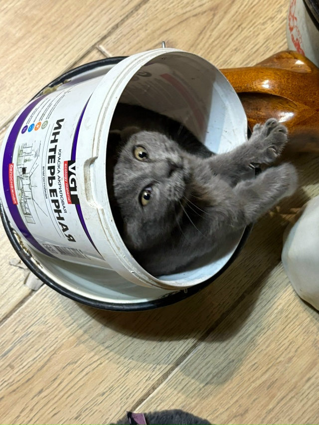 Потерялась кошечка на ул. Пионерской в сторону вокзала...