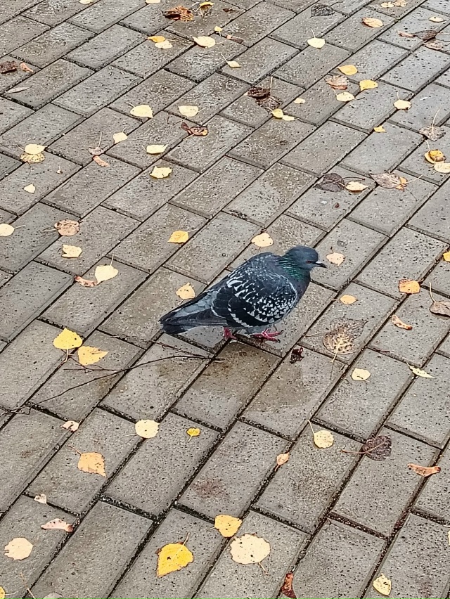 А дождь идёт а дождь идёт...