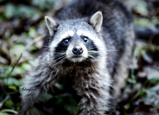 Новость из Подмосковного Сафари‑парка: сегодня тут ст...
