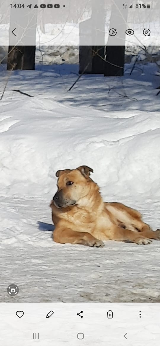 г.Чайковский Пермский край.
Исчез или отловили.... песи...