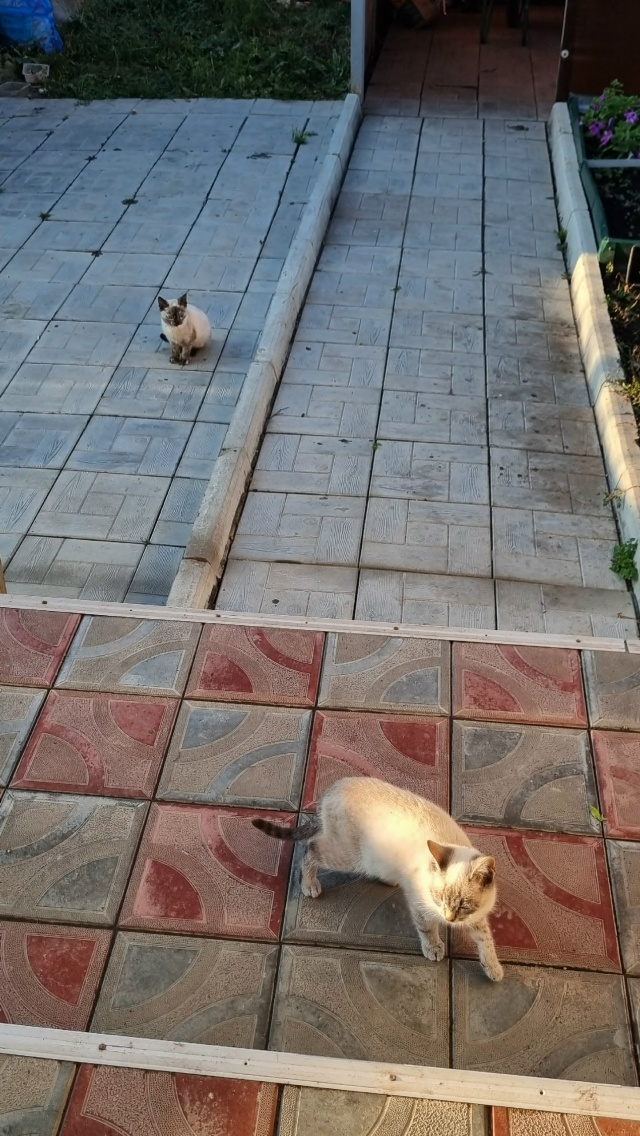 Помогаю информационно!!!
Пристраиваются котята в добры...