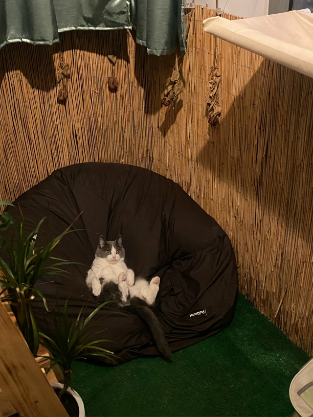 Балконный осенний чилл ?
#мурёнакошечка