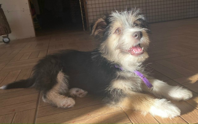 Ищем дом для этой малышки.
Девочка, примерно 3 месяца. Б?...