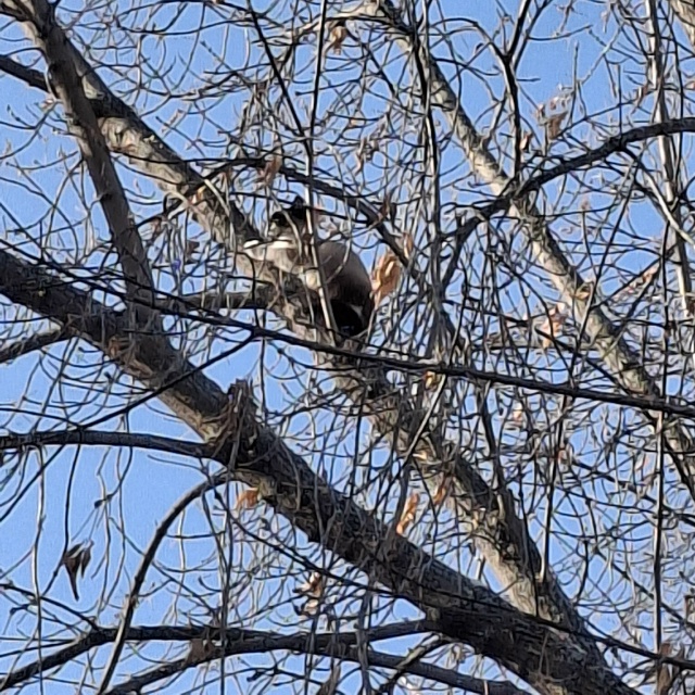 Котик или кошка испугался собаки, взобрался высоко на ?...