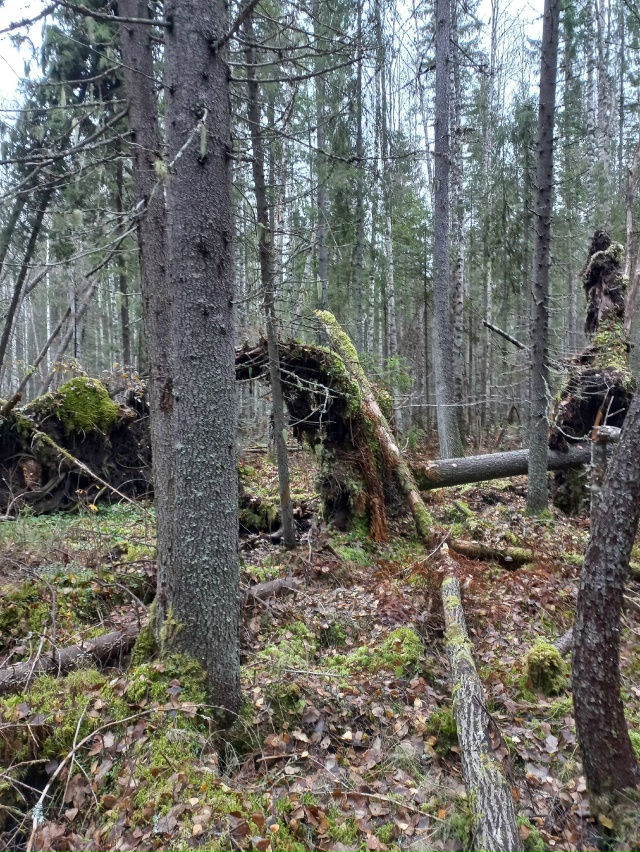 Мой компас азимут назначил:
Шагать на север через лес!
?...