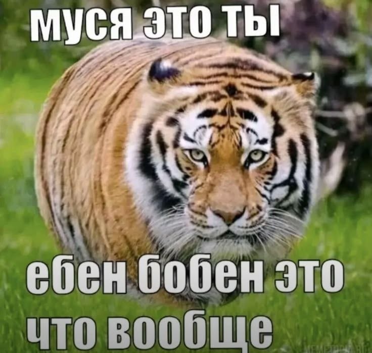 Когда заходишь на страничку своей первой школьной любви и видишь полулысого скуфа на 30 кг больше