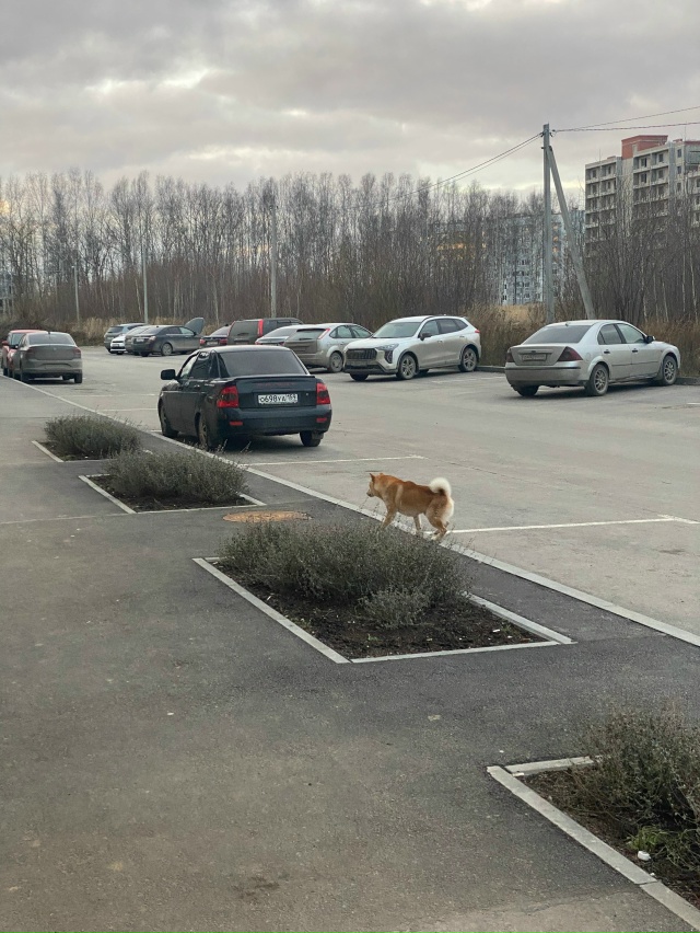 На Вышке 2 на ул. Кузнецкая 43в бегает пёс. Сиба-Ину. Пойм?...