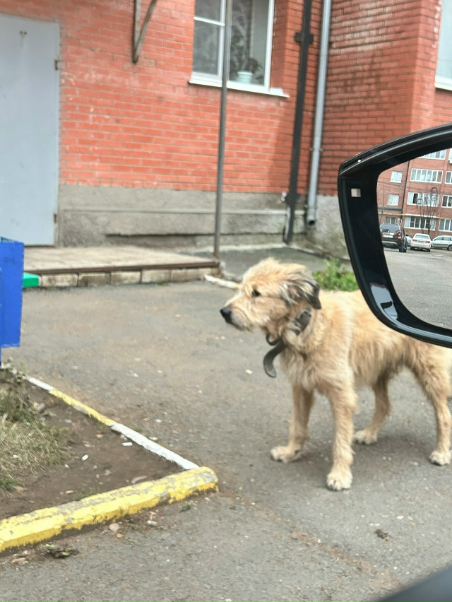 Здравствуйте! На Ул. Фрунзе со вчерашней ночи , пришел п...