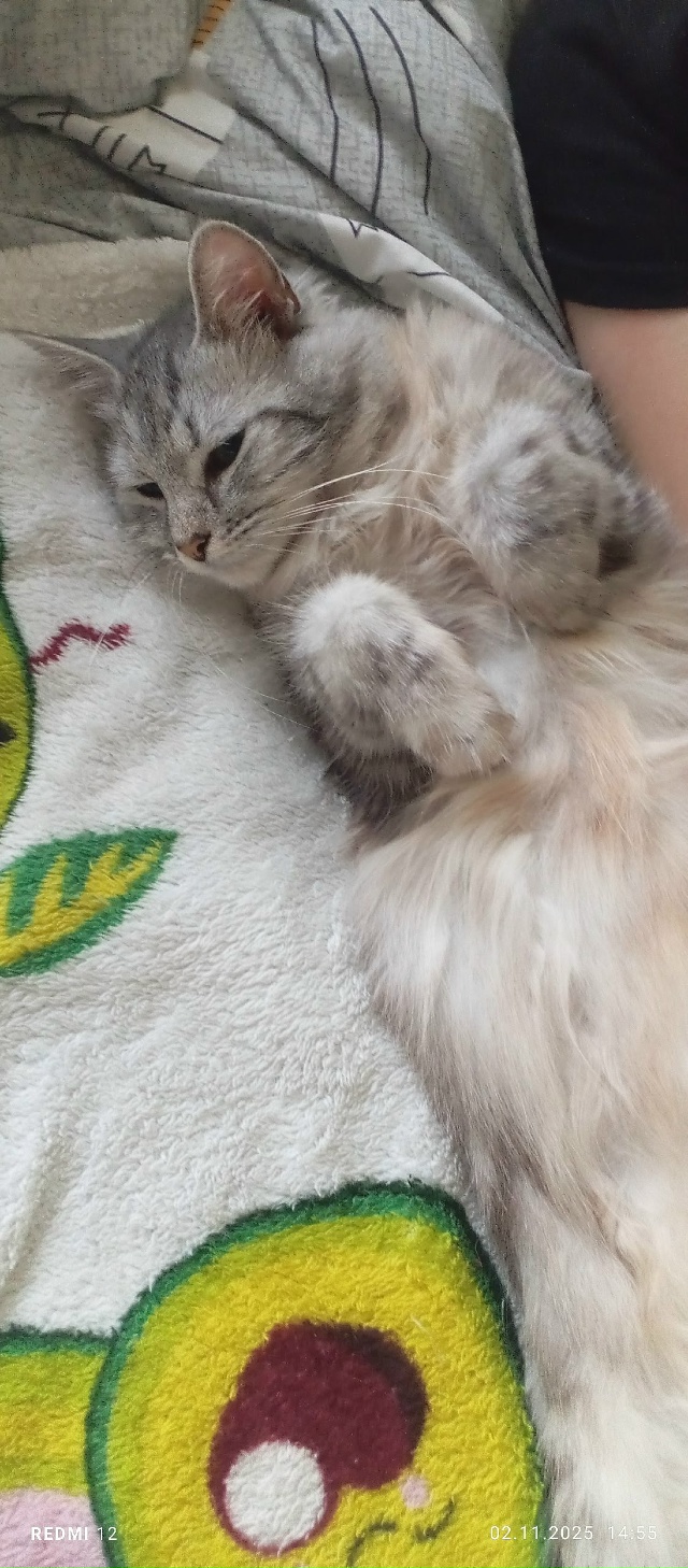 По улице Советской 20 потерялась кошечка.Зовут Соня.Есл...