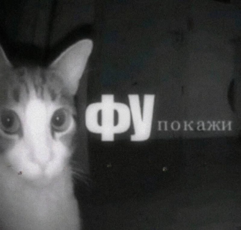 Когда мемббота, я на папищиков никогда не ругаюсь. Попросил кинуть мемы, чтобы посмеяться, — кинули