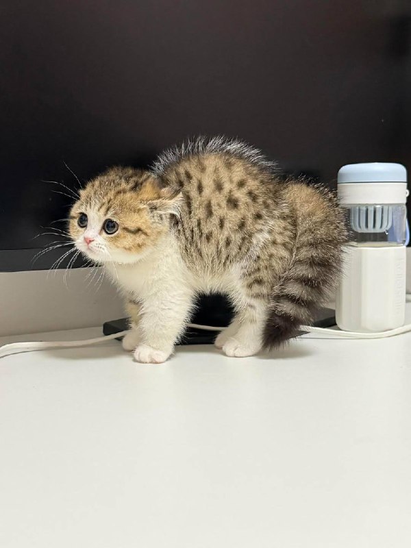 Нахохрився :3