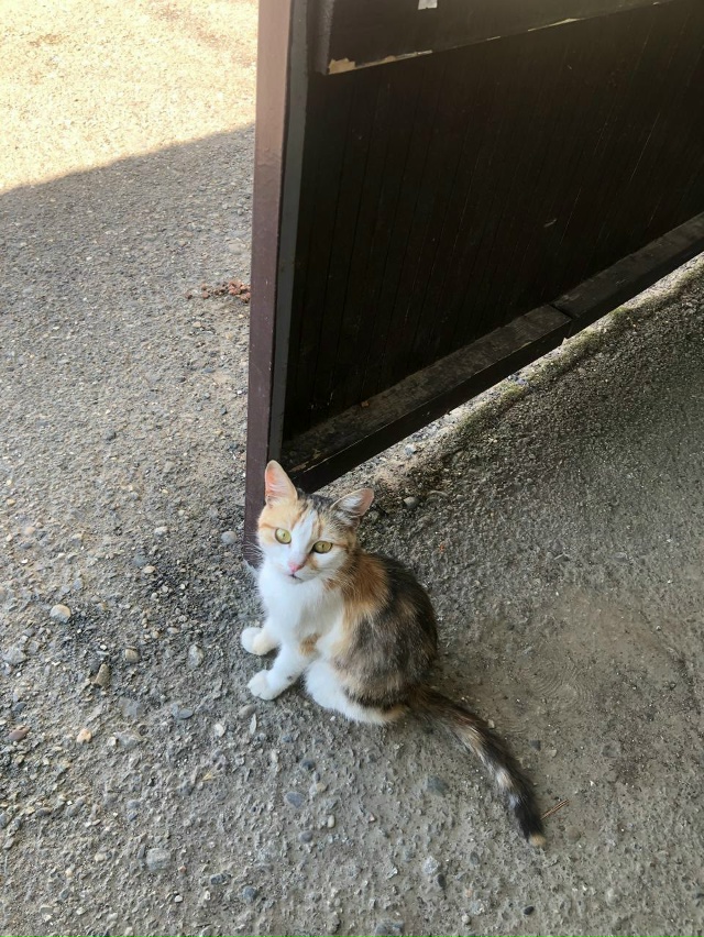 Анон. 🐾🐾 К магазину прибилась трёхцветная кошечка(на...