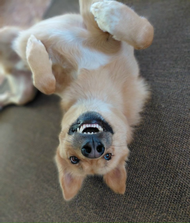 Знакомьтесь — Альф, солнечный пёс с большим сердцем в ?...