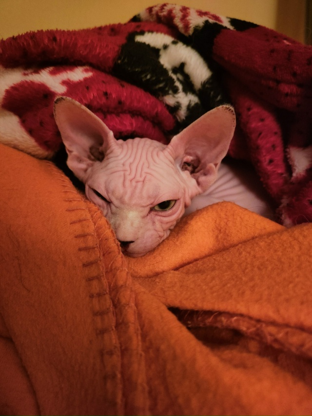 #сфинксМасяня
Наше маленькое лысое чудо,любит кушать,б...