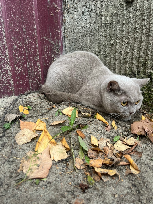 Чей котик ?
Сидел возле Зои Космодемьянской 4 ,прям возл...