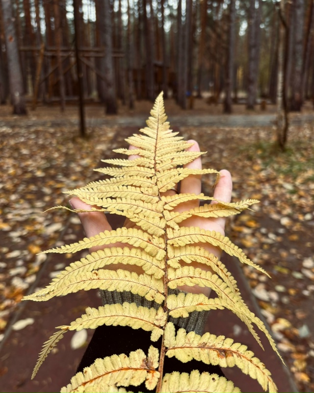 Осенний Нефтекамск 🍁