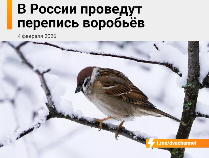 С 7 по 15 февраля в России пройдёт перепись… воробьёв
Орнитологи просят посчитать птиц, которые тус