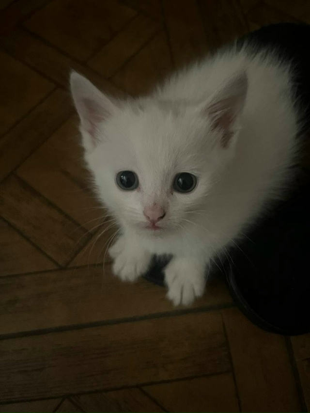 Котенок в добрые руки (мальчик 2,5 месяца), к лотку приуч?...