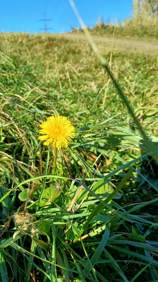 Очень классная погода👌
Особенно одуванчик) Скоро нас?...