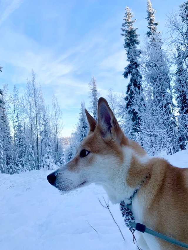 ❗️❗️❗️Пропала собака ❗️❗️❗️в районе пожарной ч?...