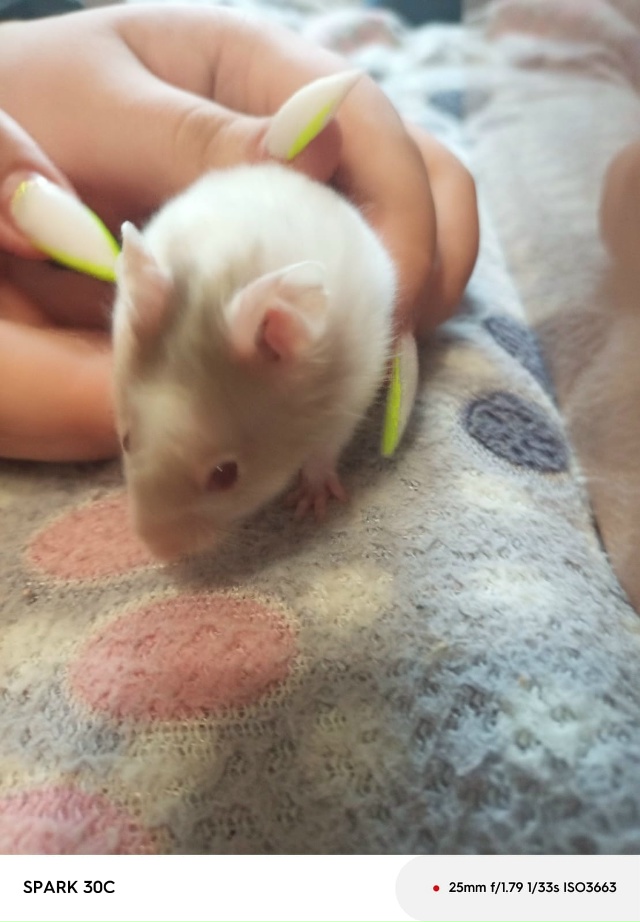 Отдам бесплатно хомячков в добрые руки. Остались 3 шт. С...