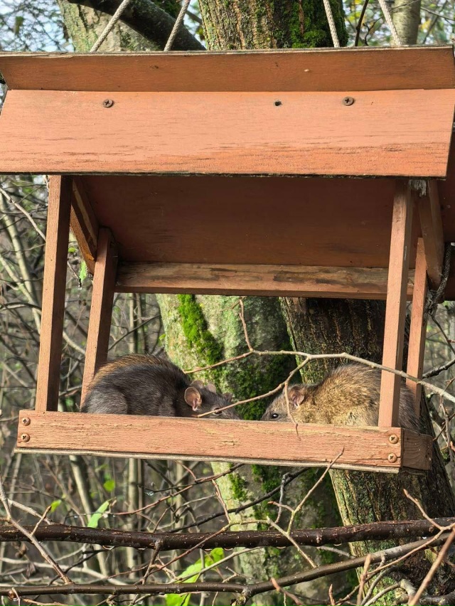 Вот такие «птички» обедают в кормушках Балашихи?