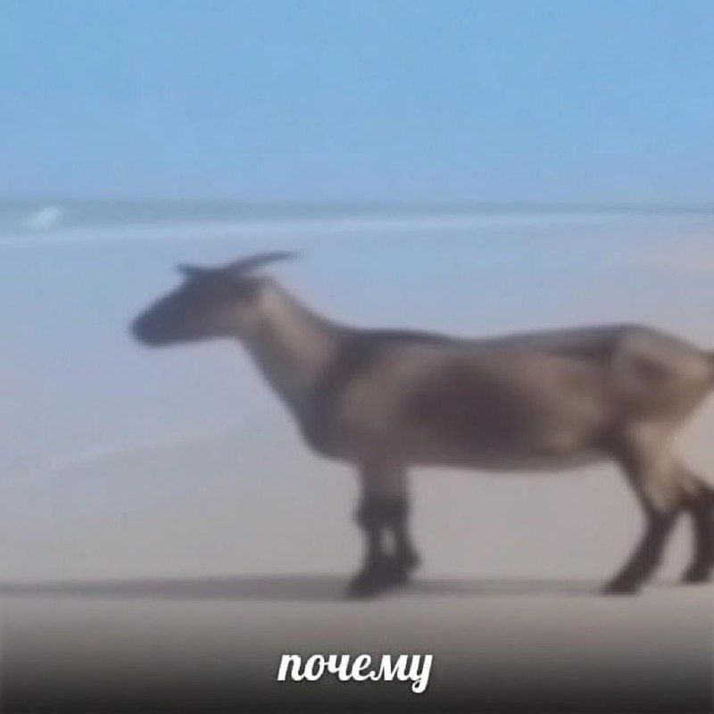 19-летний афганец насиловал французских коз и овец.
С начала 2026 года фермеры неоднократно находил