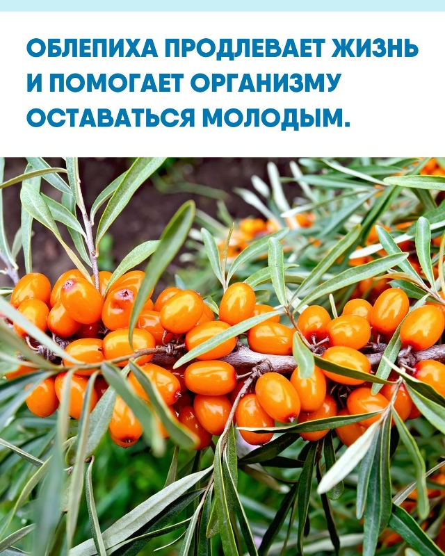 Учёные всё чаще называют облепиху настоящим «сибирски...