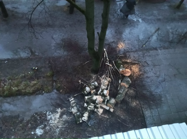 На улице Генерала Белова с утра спиливают здоровые дер...