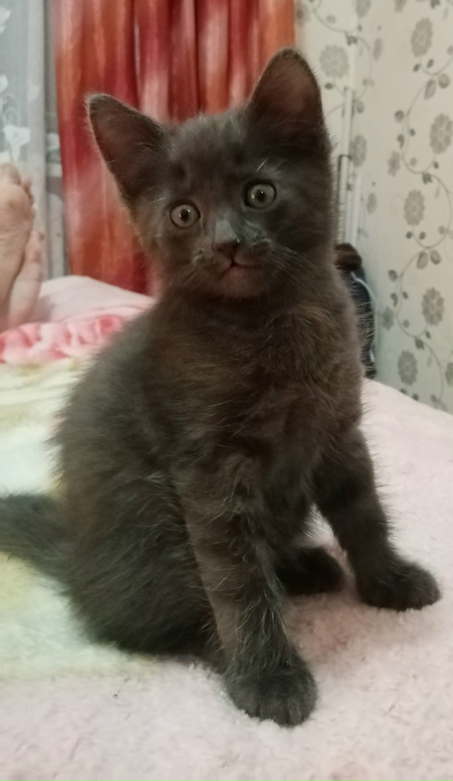 Шустрый, игривый мальчишка ищет новый дом и добрые рук?...