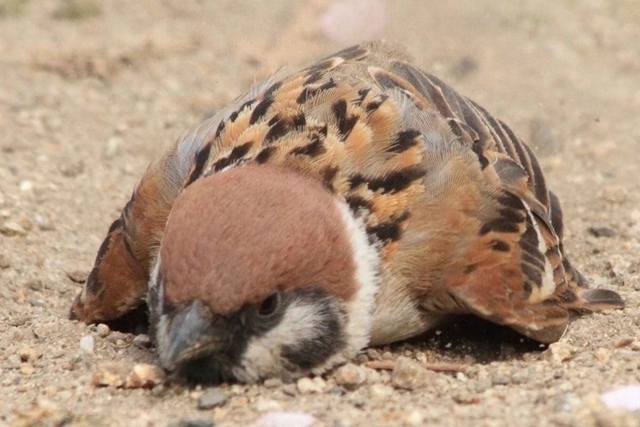 Спящий воробушек — это прям про меня, они не считает се...