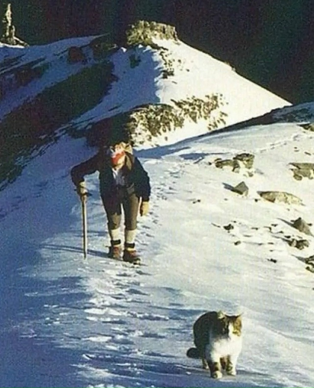 Познакомьтесь с Томбой — знаменитым котом-альпинисто?...