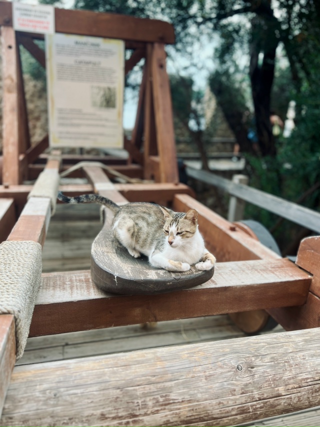 Внимание!
КОТОпульта.
Спасибо за внимание.