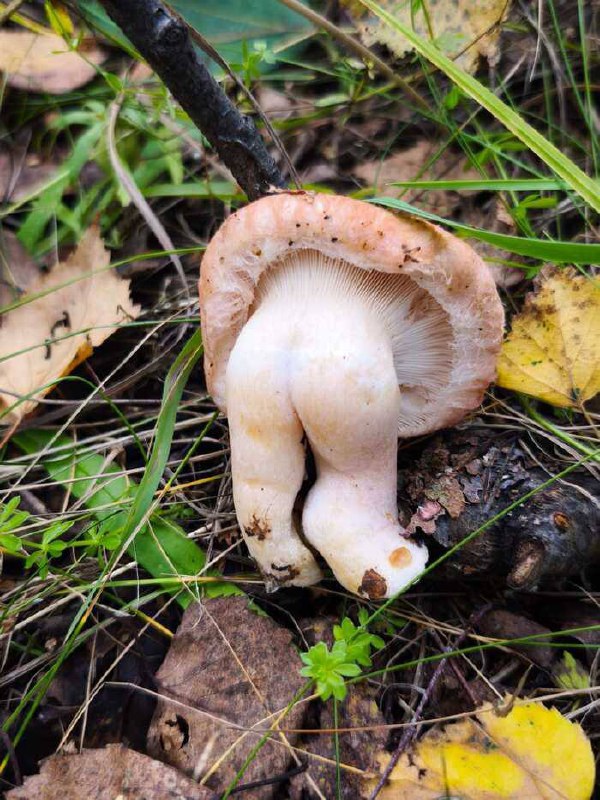 🍄‍🟫 В лесу появились жопята