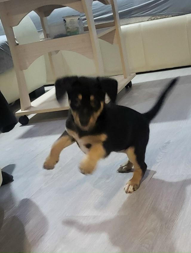 В районе Руси найден щенок. Хозяин отзовись!
89157941852