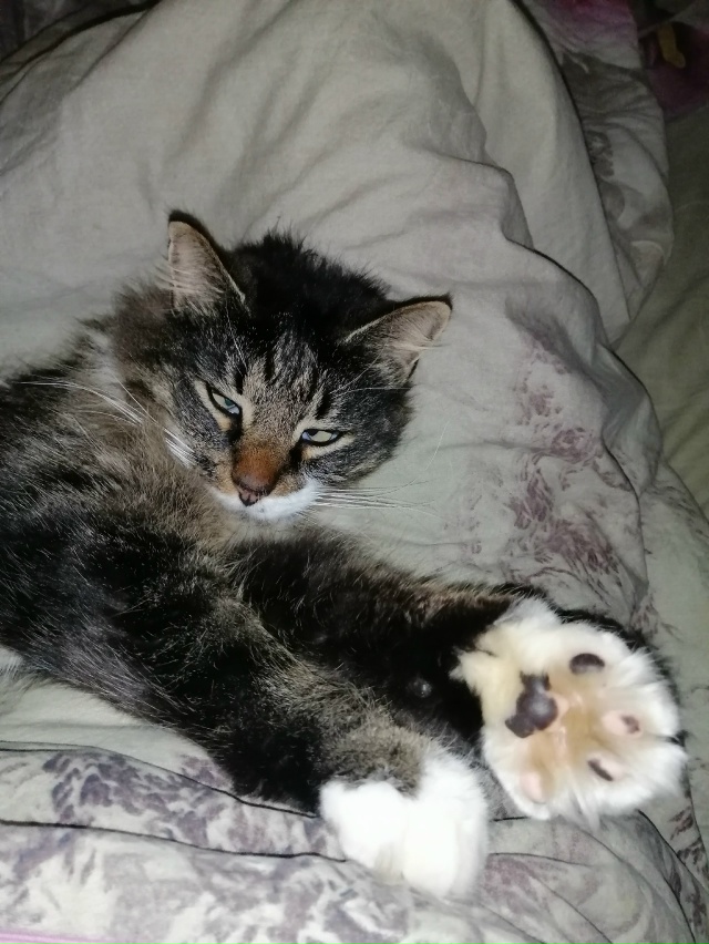 Мои котобоги)
Косыгин (дворянин 9 лет) и
Черномырдин (ин?...