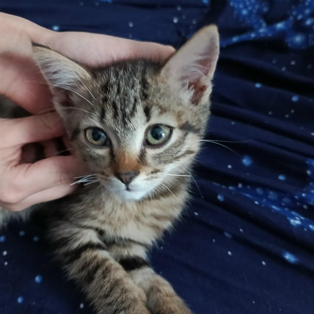 Чей котёнок? Дети подобрали, возможно породистая , може...