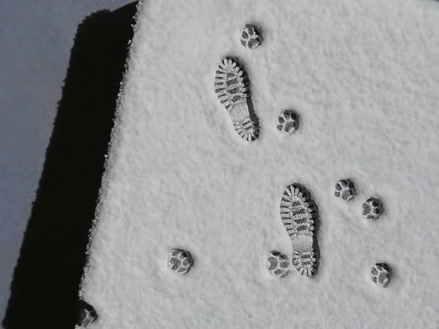 «Лапки на снегу⁠⁠» — реалистичная вышивка
Мастерица...