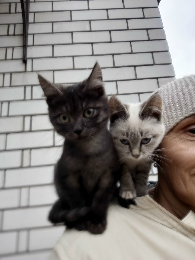 Отдам котят в добрые руки, ласковые и умные.!