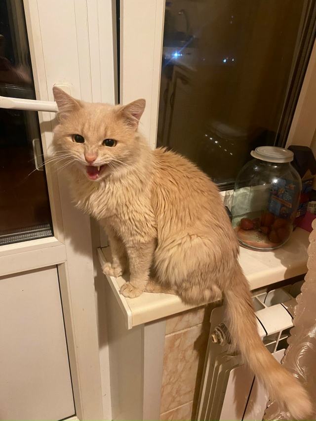 Здравствуйте
После смерти бабушки остался кот, у себя ?...